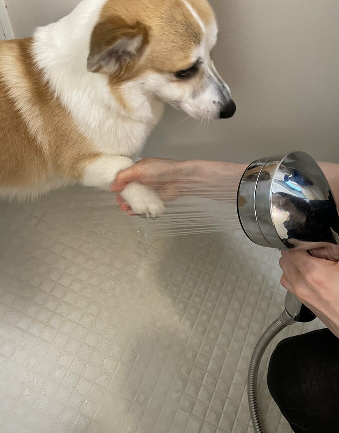 犬