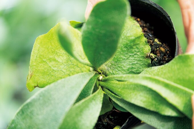 ビカクシダの成長点