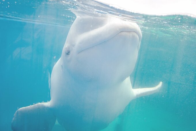 泳ぐシロイルカ