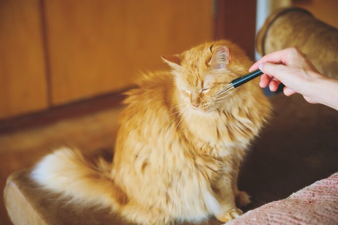 ペンでツボを刺激されている猫