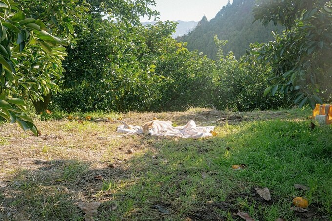 2022/12/21 八朔畑にて