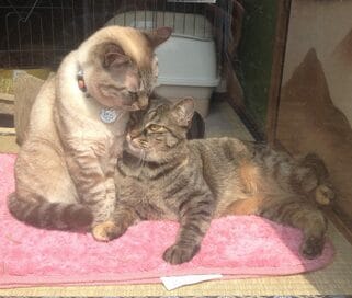 ペットのいる家にはとくに有効！カビ対策とエアコン掃除