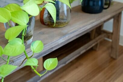 【特典エッセイ】観葉植物のチカラ