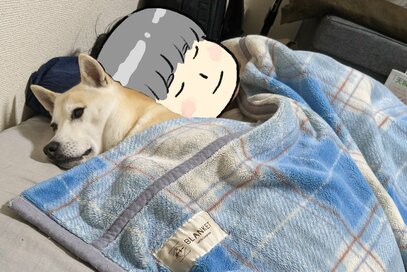 お布団ですやすや寝る犬。恋しいのはお布団なのか、人間なのか…