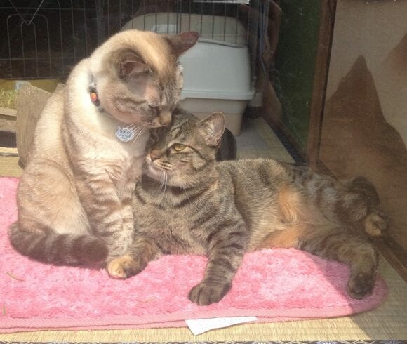 カビでペットの健康がおびやかされる！