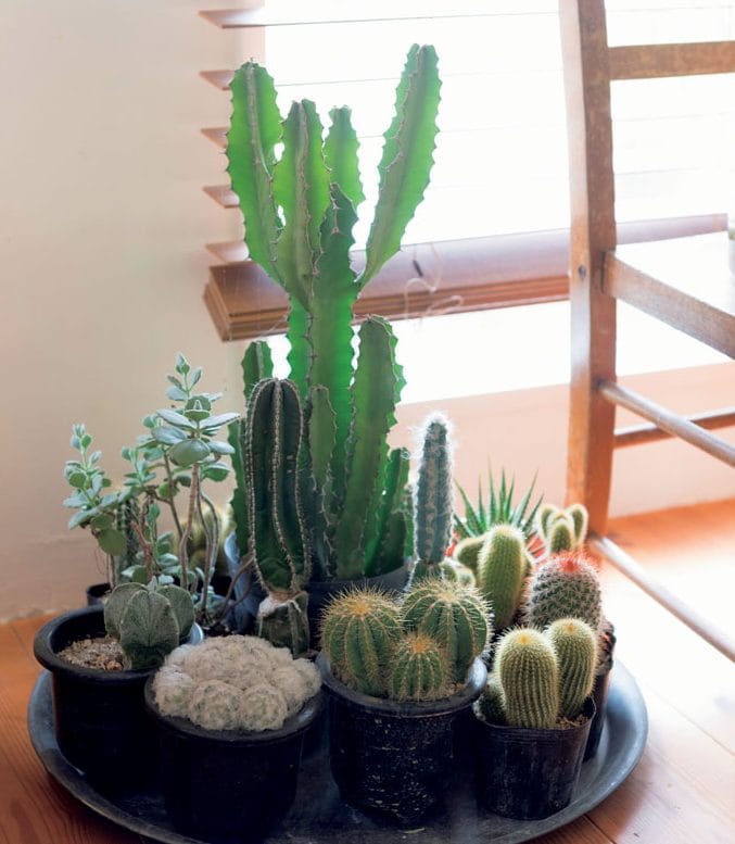 い*お様 植木鉢まとめて DAISAK / 植木鉢お椀セット | new pure plus