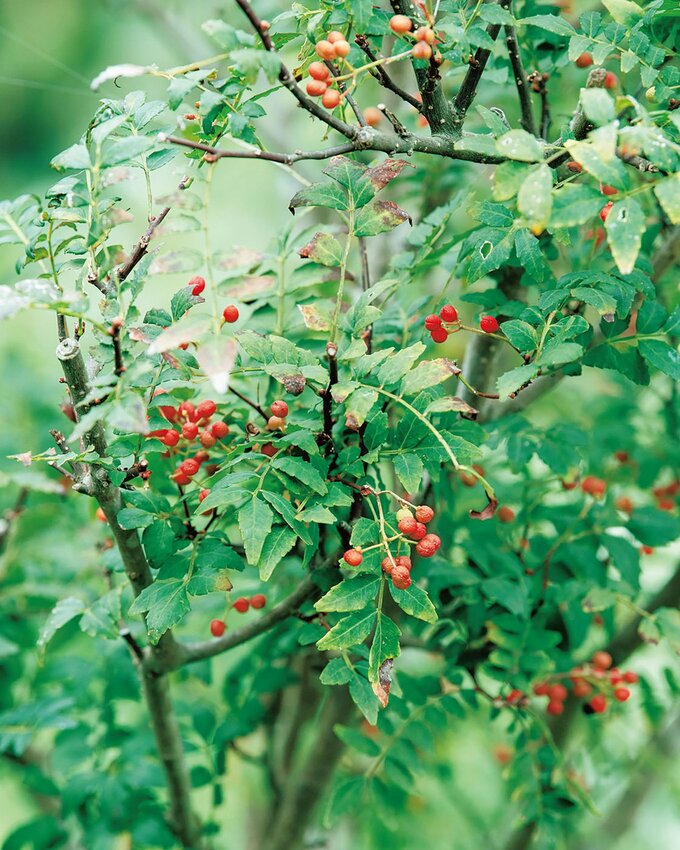 山椒の赤い実