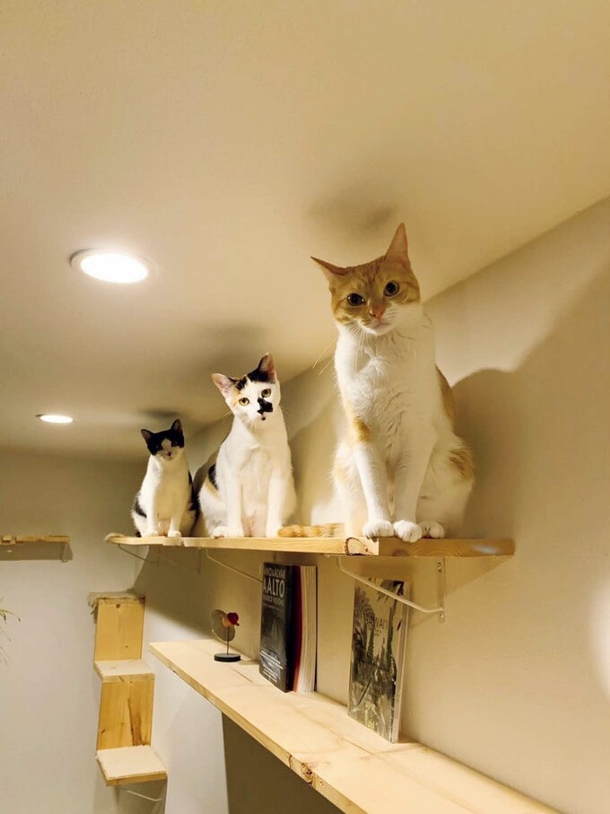 勢ぞろいするネコたち