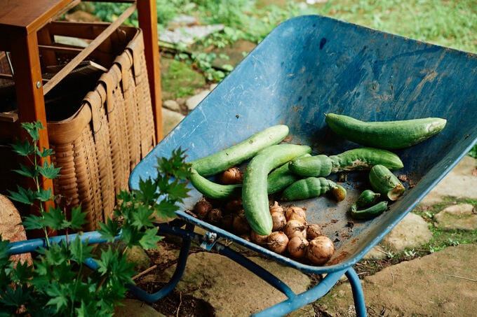庭でとれた野菜