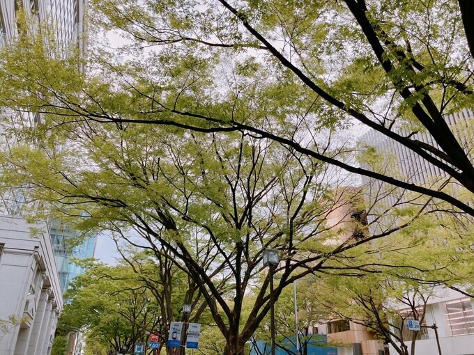 表参道・緑