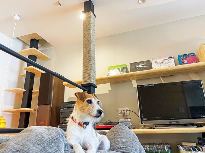 1階のリビングでくつろぐ犬のアリス