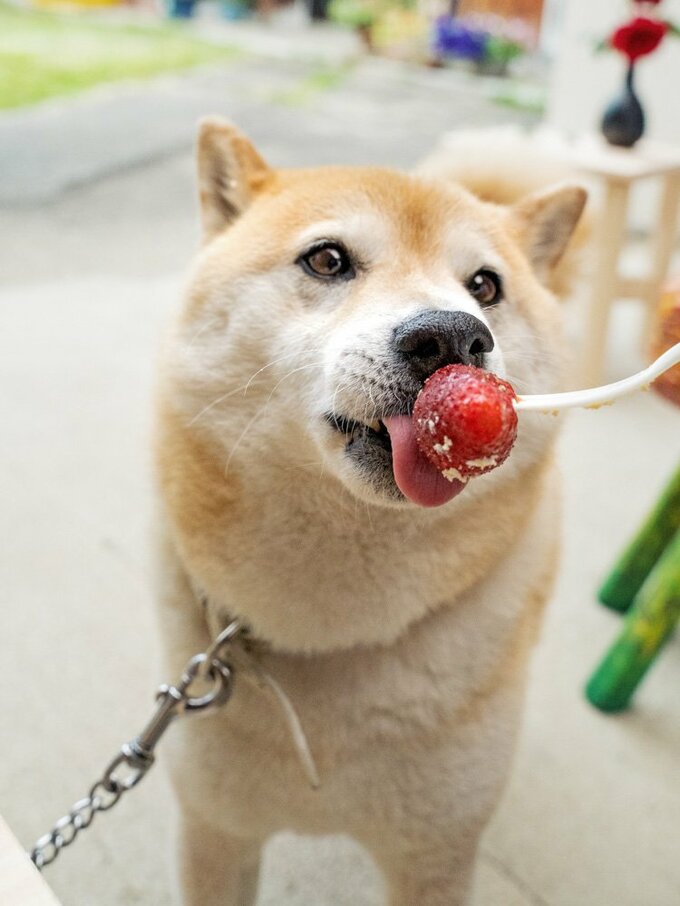 イチゴをなめる犬