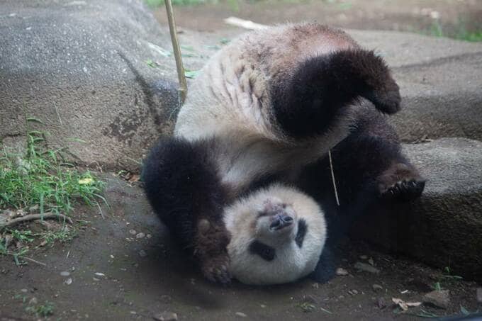 泥んこ遊びパンダ