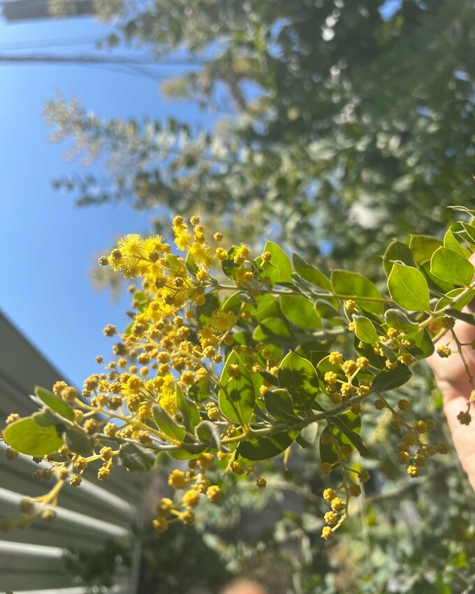 ミモザの蕾と花