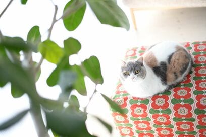 「グリーンのある暮らし」を楽しむコツ。いたずら好きな猫がいても理想の暮らしをあきらめない