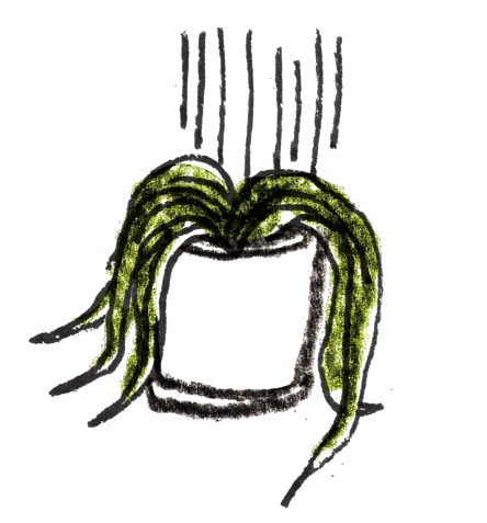 枯れた観葉植物