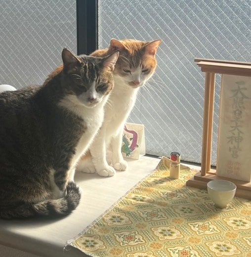 愛猫2匹