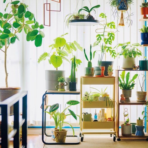 窓辺の植物たち