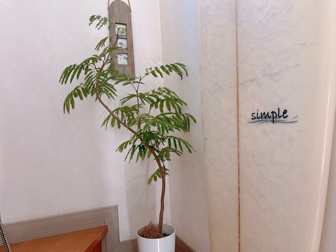 観葉植物2種類目