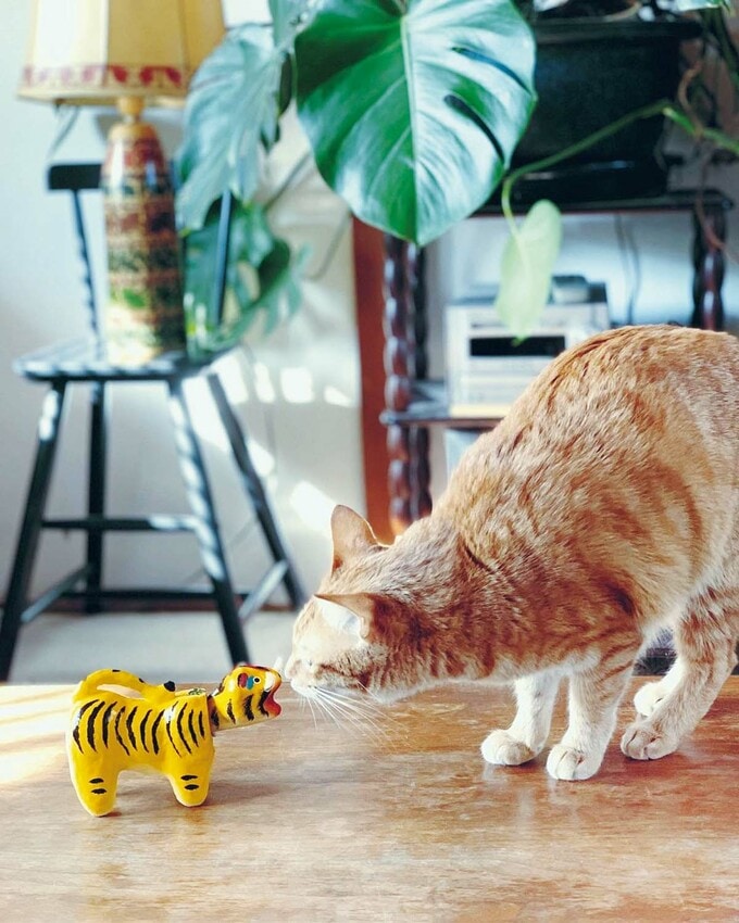 今年の干支である張り子のトラが気になる茶々