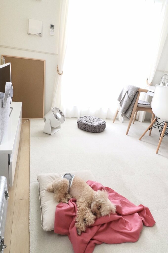 クッションでくつろぐ愛犬