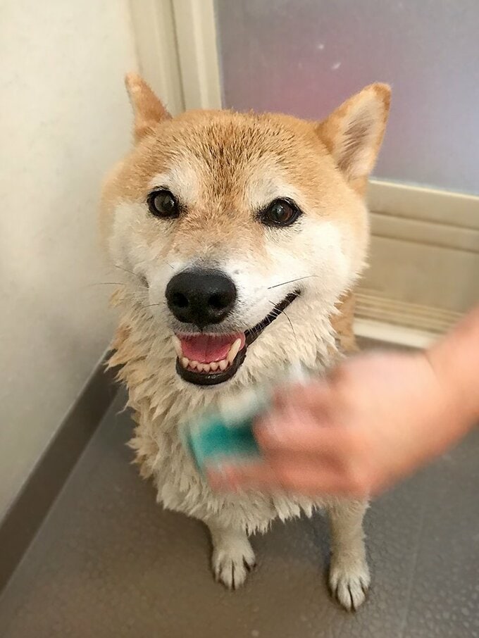 途中何度も体をブルブルッと振る