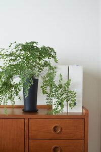 無機質なものと組み合わせる