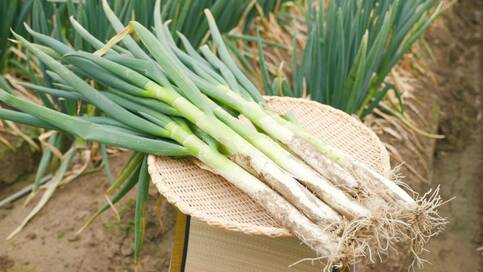 おいしいネギは青い部分に注目。農家直伝の選び方と保存法