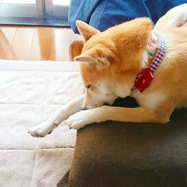 【保護犬マンガ】興奮しすぎて…つい。 ツンギレわんこの過激な愛情（？）表現