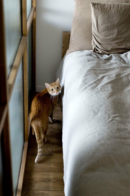 遊び場とインテリアが一体化！姉妹ネコ2匹が仲良く暮らせる家のヒミツは…