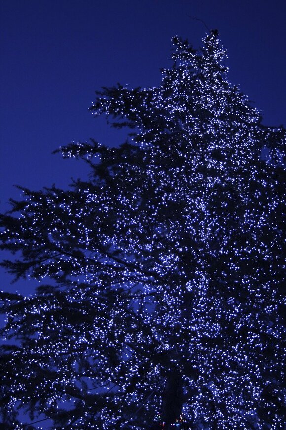 イルミネーション撮影