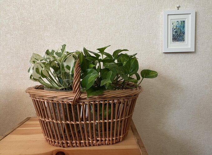 20年くらい愛用しているカゴにポトスを入れています