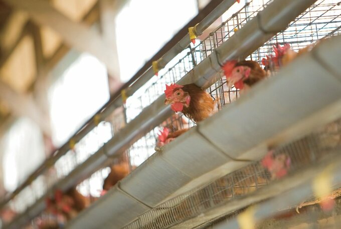 養鶏場