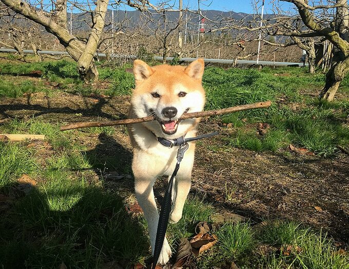 亥年もどうかよろしく