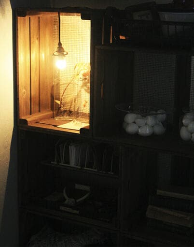 キャベツボックス