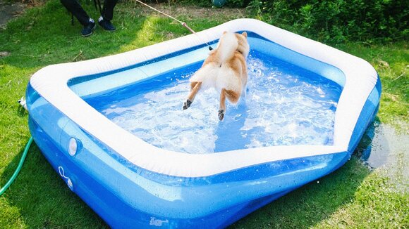 ホームセンターで犬のプールを購入