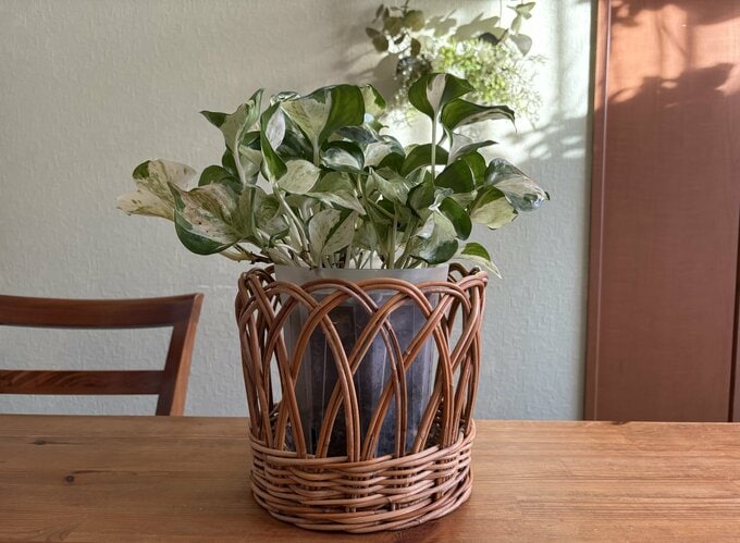 唯一ポトスだけは丈夫で育てていました