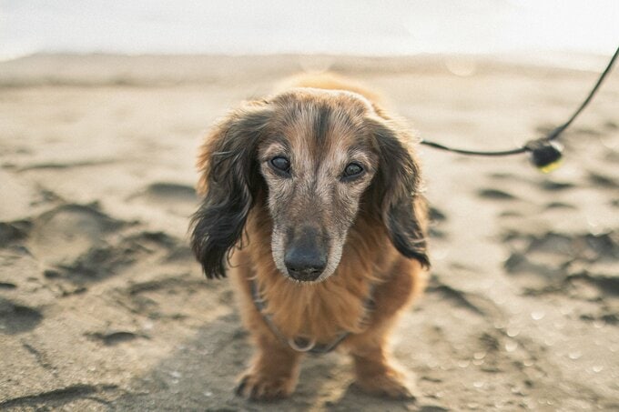 海辺にたたずむ犬