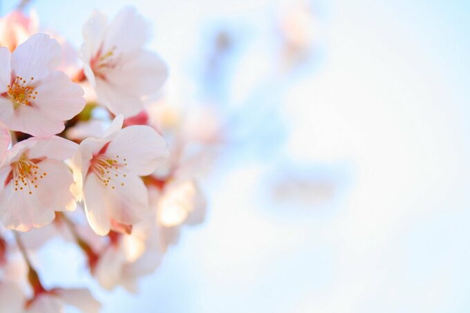 桜の色を上手に出すには