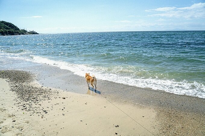 阿呆だが、阿呆になって請いたくなるような、それほどの時間だった