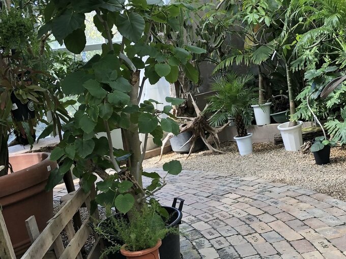 観葉植物