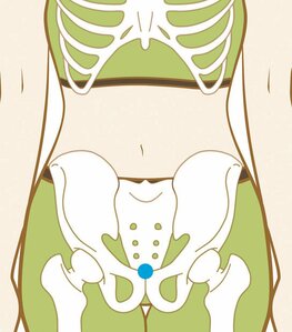 曲骨（きょっこつ）：場所
