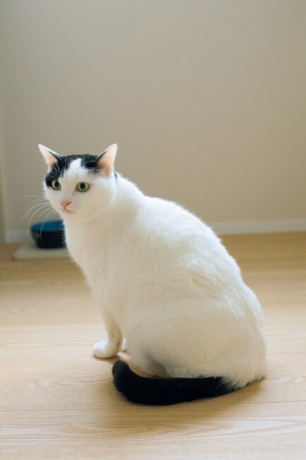 リリィは8歳のメス