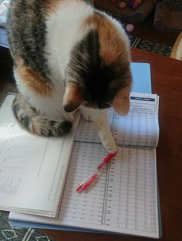 ペンを触るネコ