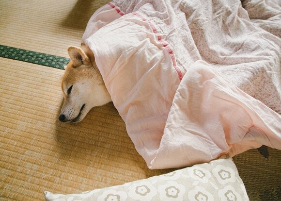 すぅ～すぅ～と寝息が聞こえてきた