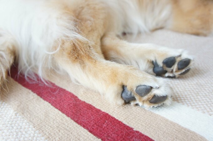 犬の足の裏