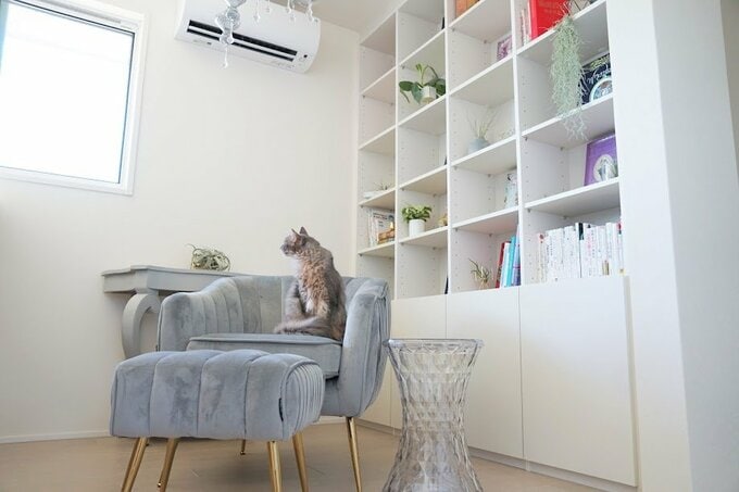本棚と猫
