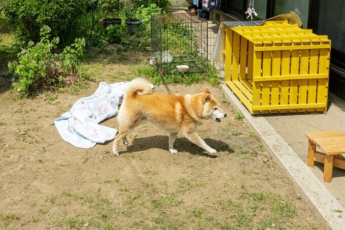 ちょこまか動く犬