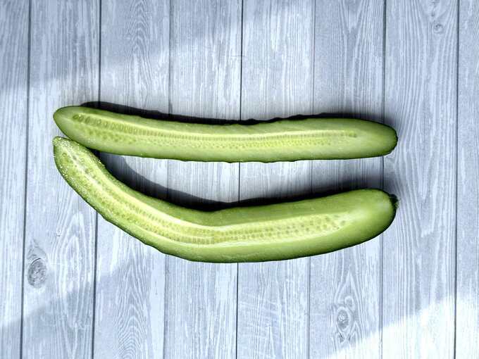 キュウリ 断面