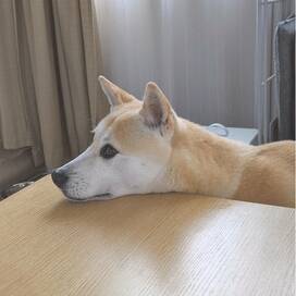 立ち耳わんこ、人生初の耳掃除。かゆい原因はアレでした＜保護犬マンガ＞